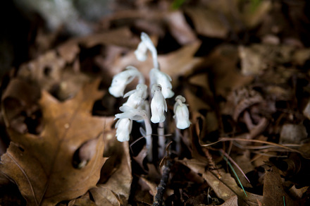Indian pipe Ghost pipe closeup