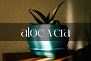 Michiya, a Serif Font by MJtypefoundry (Thumbnail 6 of 11)