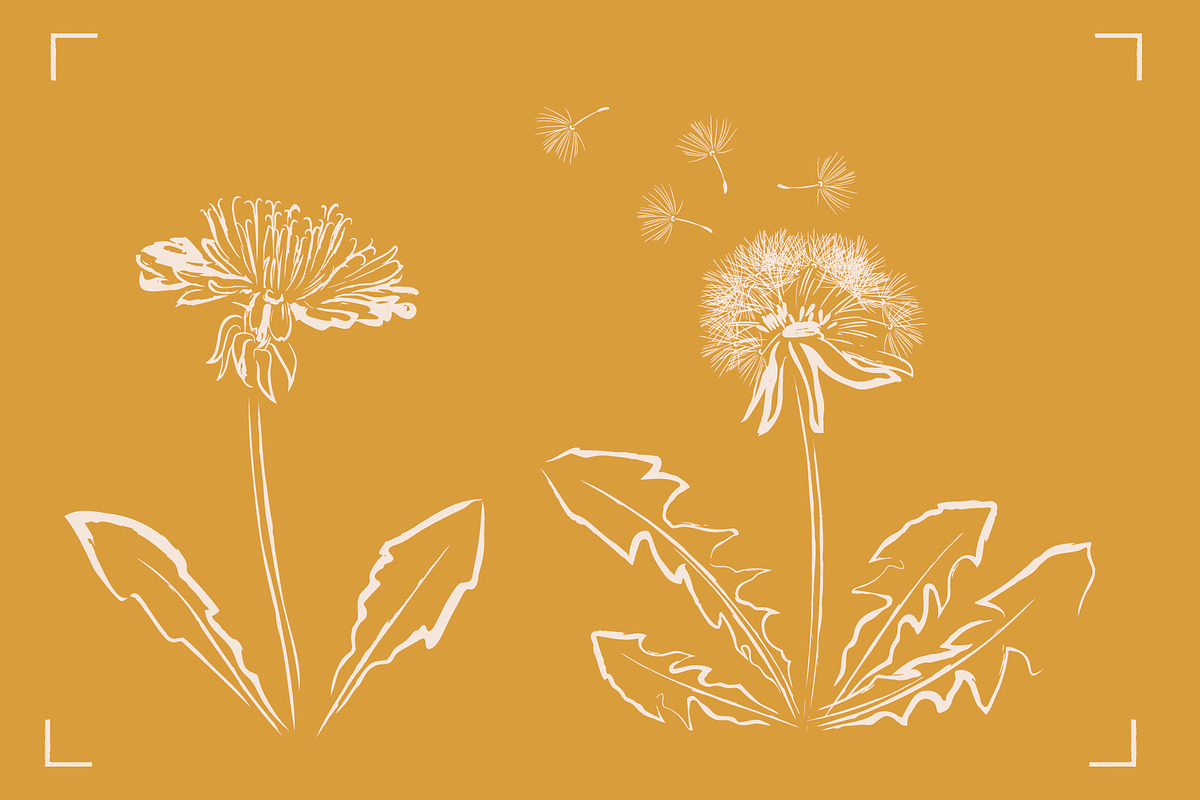 DANDELION LINE ART SET ( 7 ELEMENTS), a Healthcare Illustration by Bonfloret Studio (Photo 2 of 4)