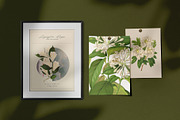 Vintage Botanica | Collage Creator, an Object Graphic by Leleka.Store (Thumbnail 12 of 15)