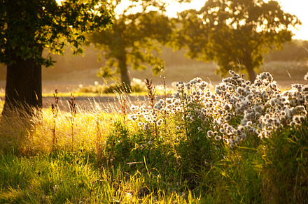 Fields of summer at sunset