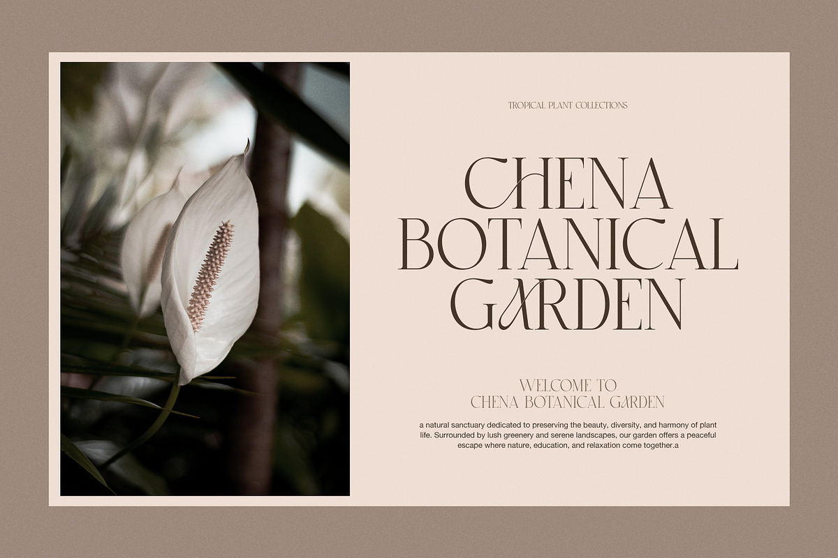 Groah Elegant Contrast Serif Font, a Serif Font by Perfectype (Photo 5 of 8)