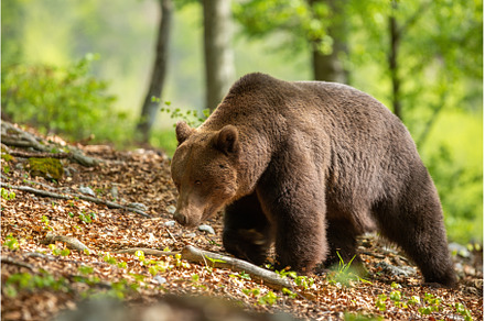Massive Brown Bear Male Walking