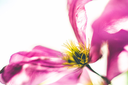 iseeyouflower tulip preview 6
