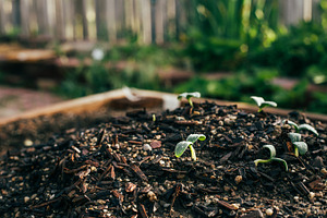 Vegetable sprout 1 containing garden, sprout, and vegetables