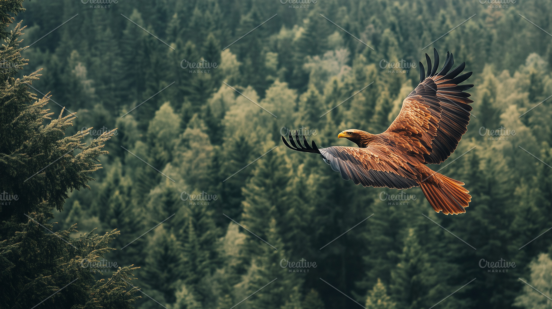 Majestic eagle soars gracefully, an Animal Photo by MistyDay