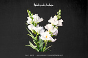 Watercolor white wedding flowers set, an Object Illustration by Art and Funny (Thumbnail 3 of 3)