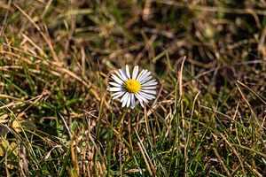 Wild daisy flower in the meadow, a Nature Photo by Anna Bogush