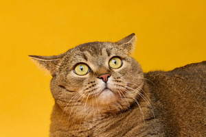 An adult gray straight-eared cat on a yellow background with a f, an Animal Photo by ndanko