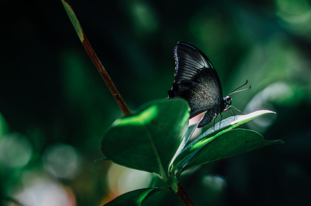 Black butterfly on leaf stock photo containing butterfly and insect, a Nature Photo by Stephanie Mikuls