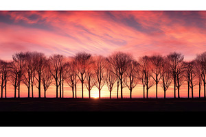 silhouette sunny trees ai generated, a Beauty & Fashion Photo by pikepicture