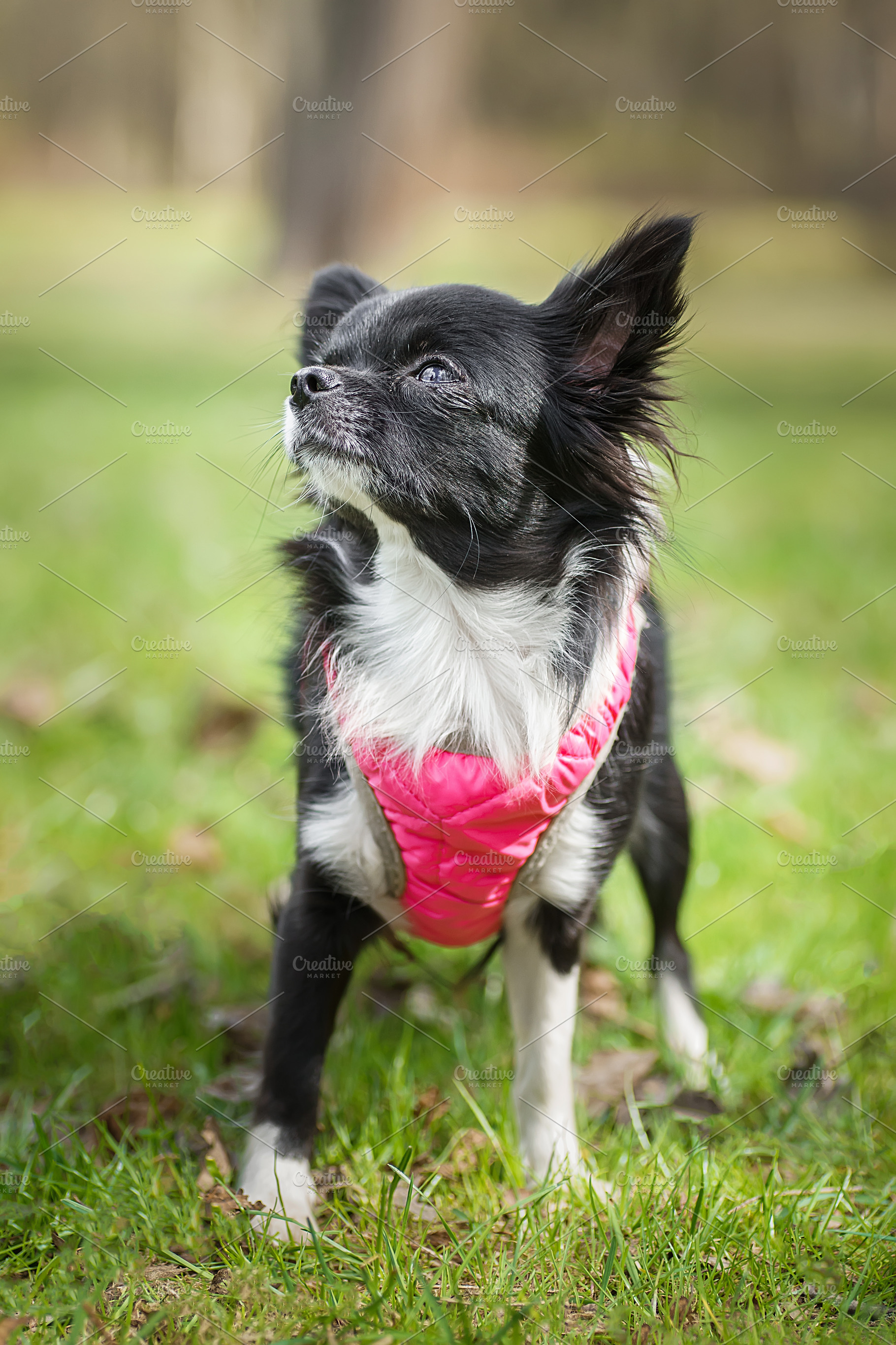 Funny little chihuahua dog plays on, an Animal Photo by AlexBush