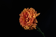 Moody Botanical Chrysanthemum Photos, a Nature Photo by Silent Nature (Thumbnail 3 of 6)