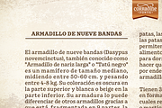 Pueblito font family, a Serif Font by Corradine Fonts (Thumbnail 3 of 10)