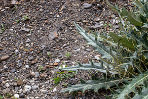 Thistle growing on rocks, a Nature Photo by Schreibikus