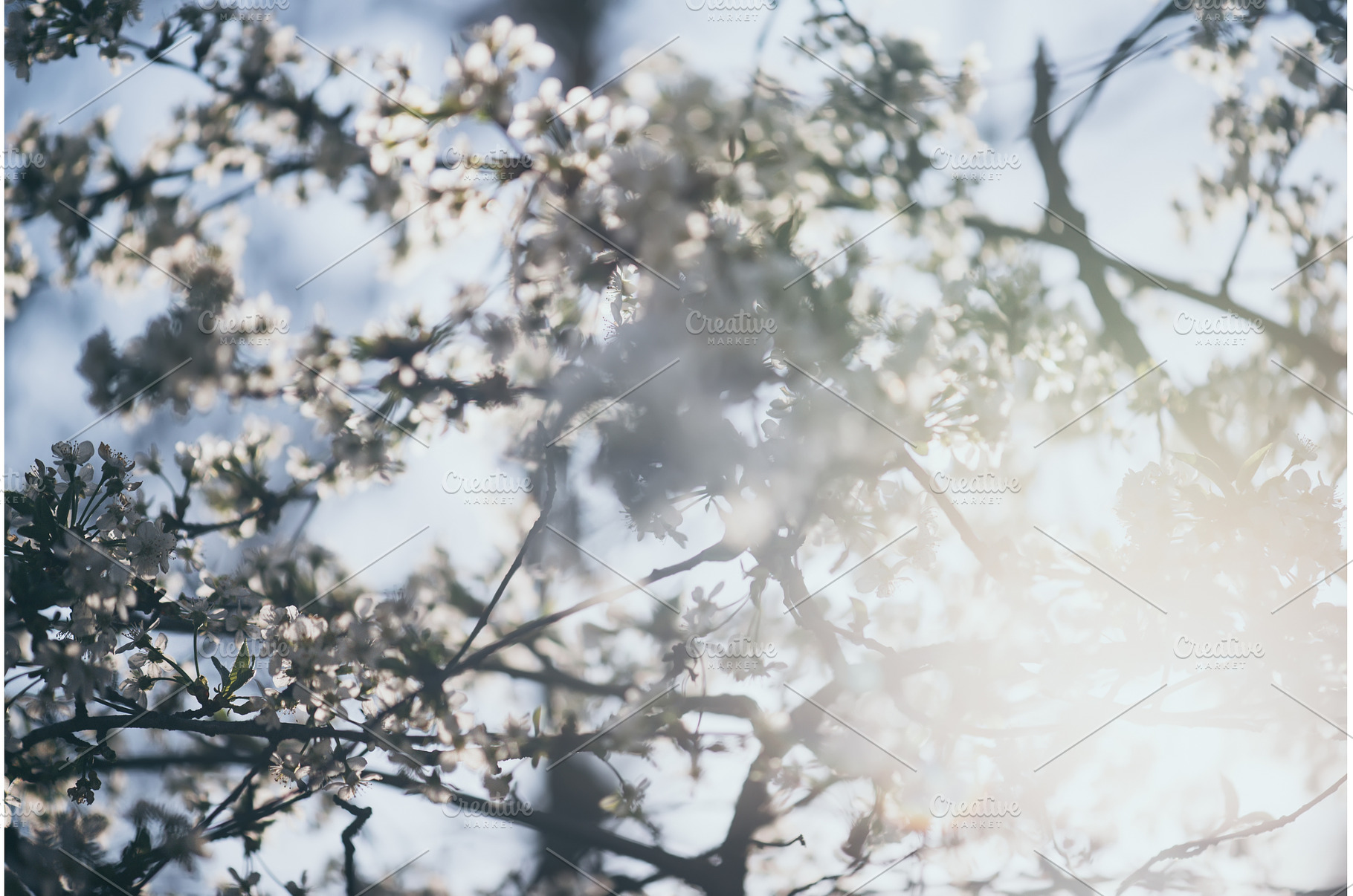 Abstract spring background, a Nature Photo by Nature and travel