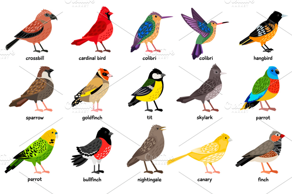 Big set of Different Birds, an Object Graphic by ianakauri (Photo 3 of 8)