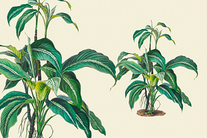 SALE! Botanical Heaven-Illustrations