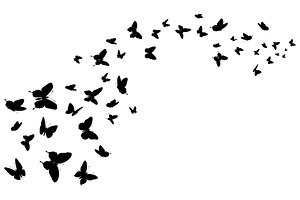 Flying Butterfly. Black Silhouette