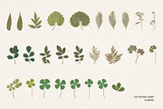 242 Vintage Dried Flowers, an Object Graphic by Ksuview (Thumbnail 9 of 11)