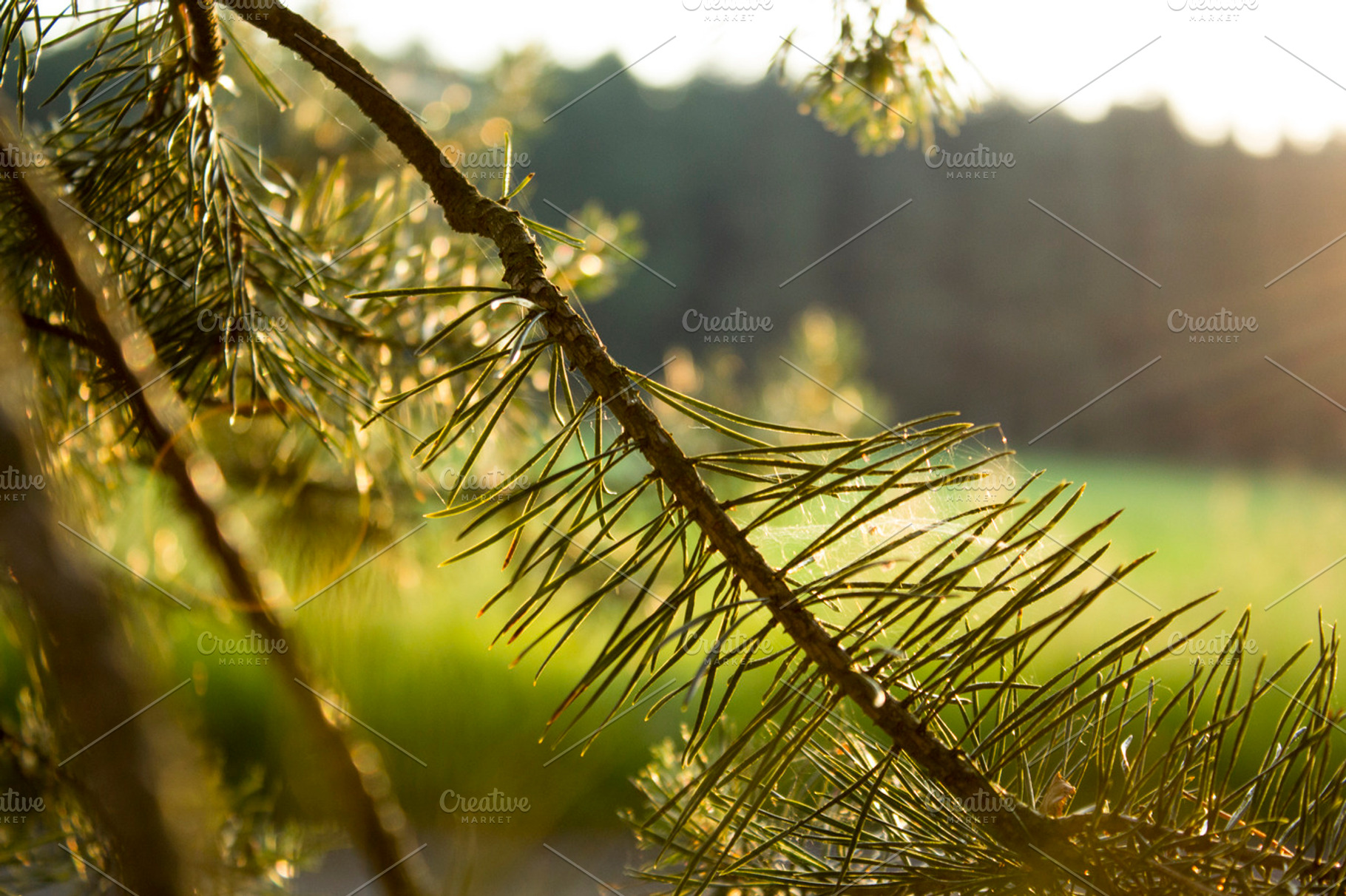 Backlit Pine Iii Stock Photo Containing Depth Of Field And Grass
