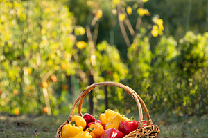 Red and yellow sweet peppers, a Photo by Grafvision photography