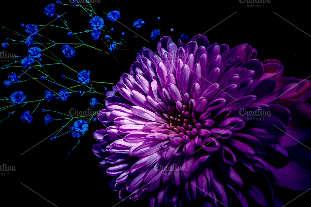 Dark Background Floral Bloom, a Nature Photo by Silent Nature (Photo 8 of 10)