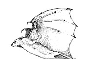 Vampire bats, watercolor/ink/vector, an Animal Illustration by Watercolor_Vector Graphic (Thumbnail 20 of 22)