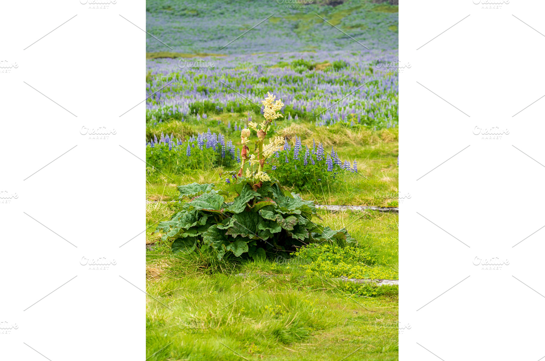 Rhubarb is often found in Iceland at, a Nature Photo by Backyard Stock