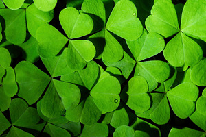 Green clover leaves illuminated by bright sunlight. Fresh shamrock foliage back