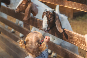 A child feeds a goat on a farm, an Animal Photo by yanadjana