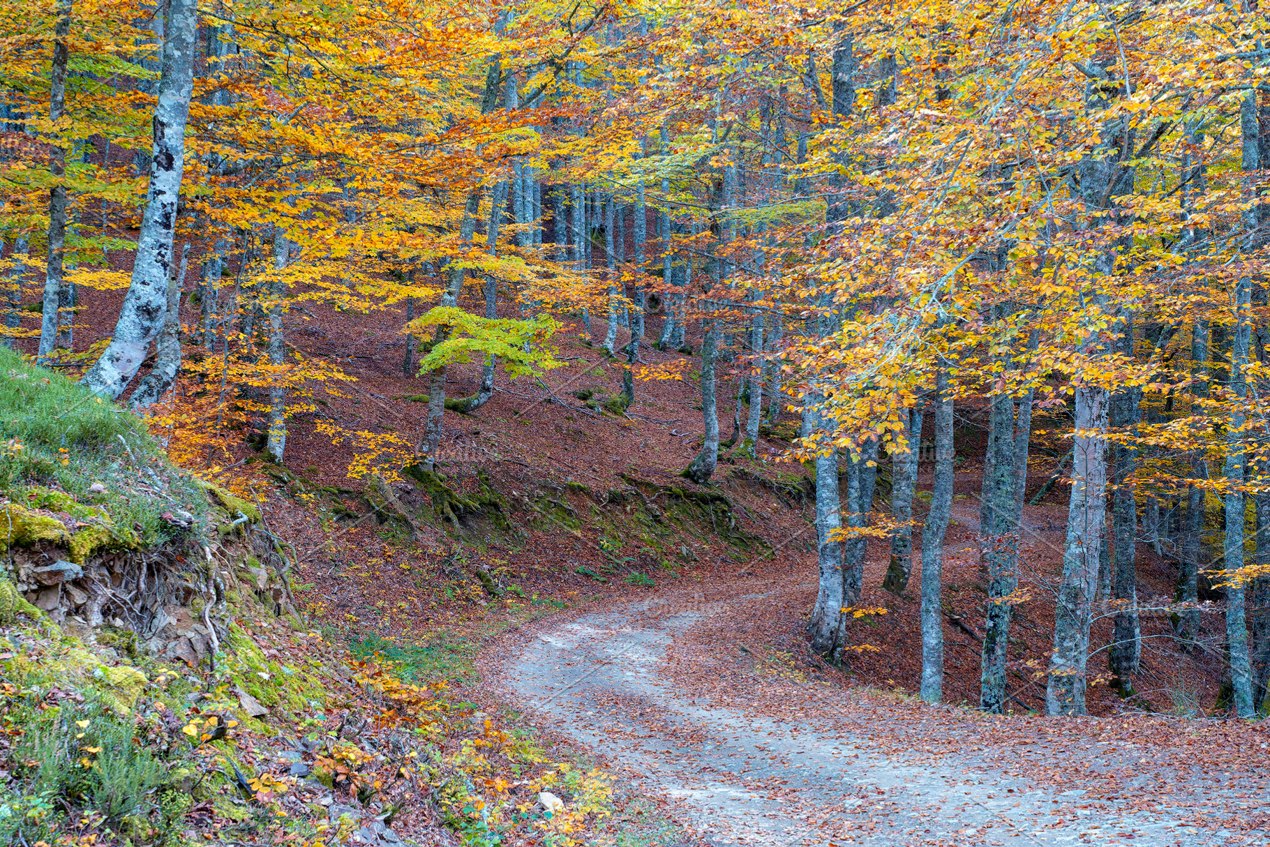 Beech forest on the way to the Vegabaño mountain refuge in Soto de Sajambre, P, a Nature Photo by CreativePhotoSpain