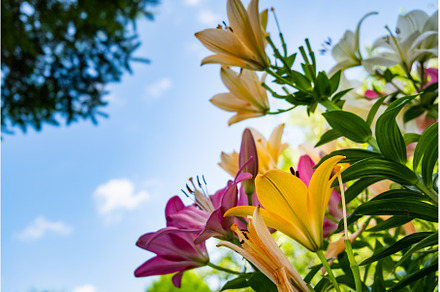 Lily flower in the garden. Shallow, a Nature Photo by MadPhotos
