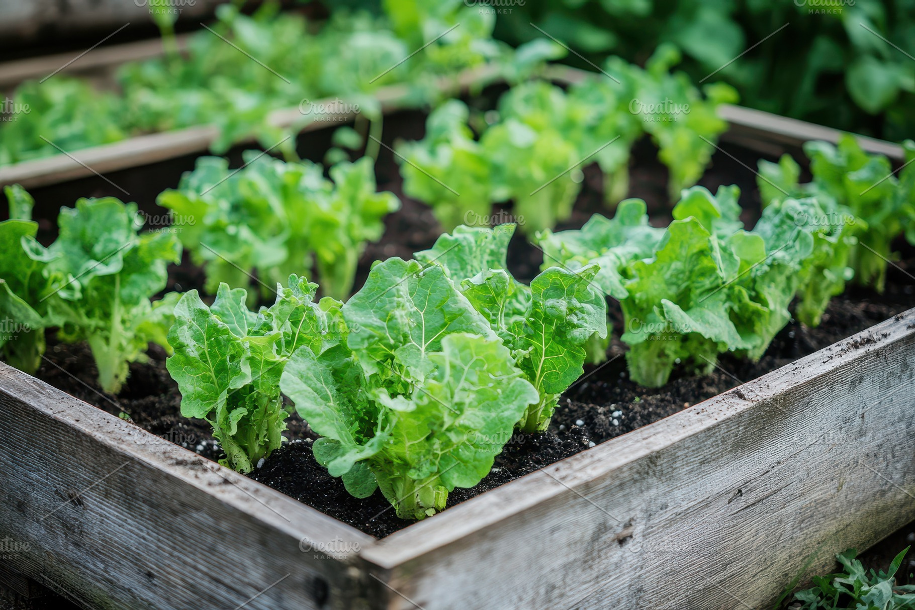 Organic vegetables in a garden, a Photo by Pavel_design