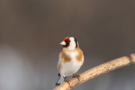 Goldfinch, Carduelis carduelis, perc, an Animal Photo by AlexBush