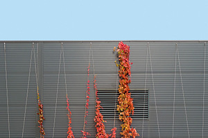 Vine tree climbing on modern wall, an Architecture Photo by BOOCYS