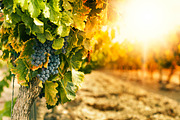 9 Landscape Color Explosion Presets, a Preset Add-On by Timeless Presets (Thumbnail 9 of 12)