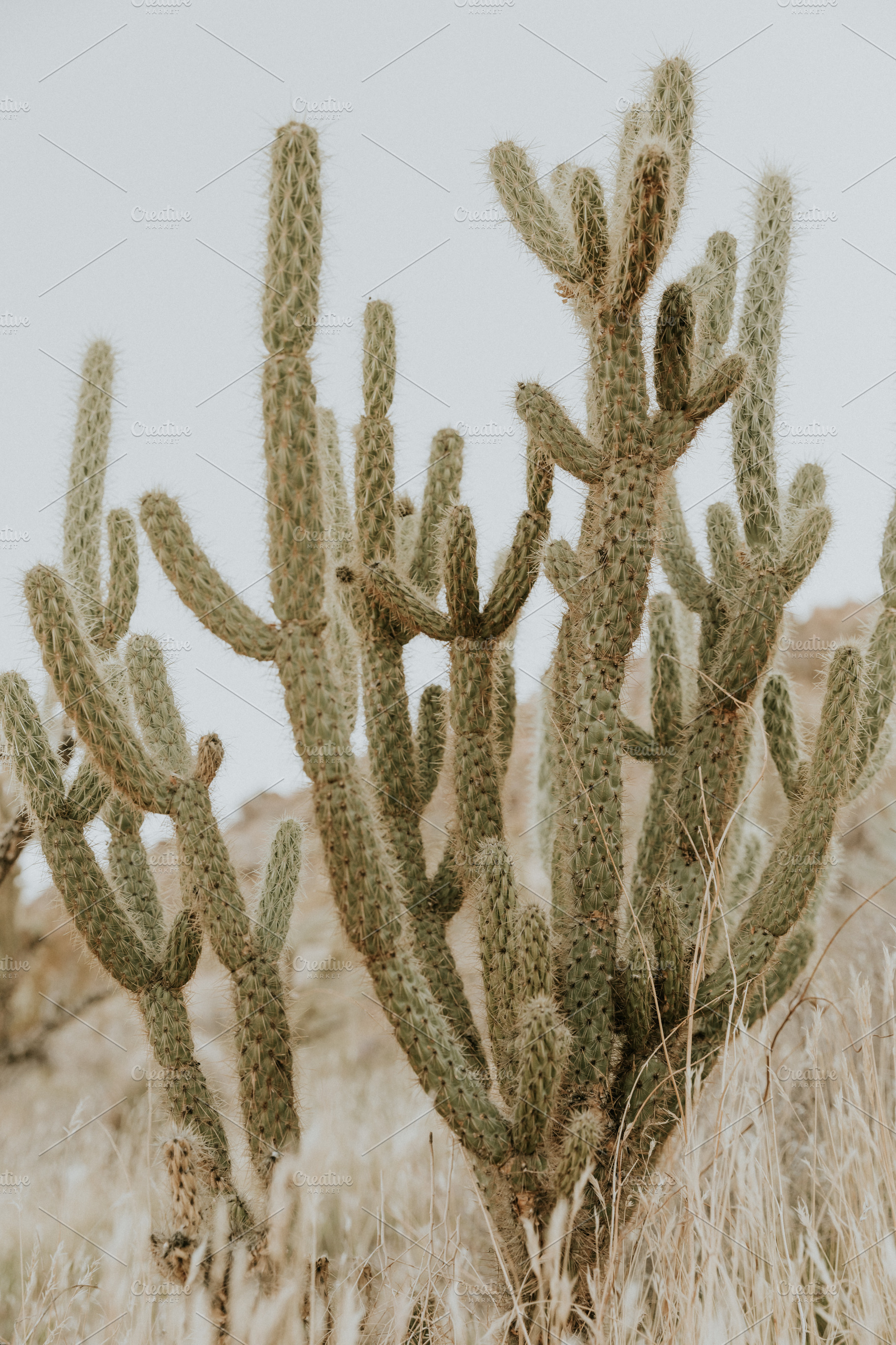 little desert cactus, a Nature Photo by remi + tori