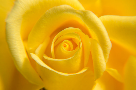Single yellow rose close up stock photo containing rose and flower, a Nature Photo by oksanatukane