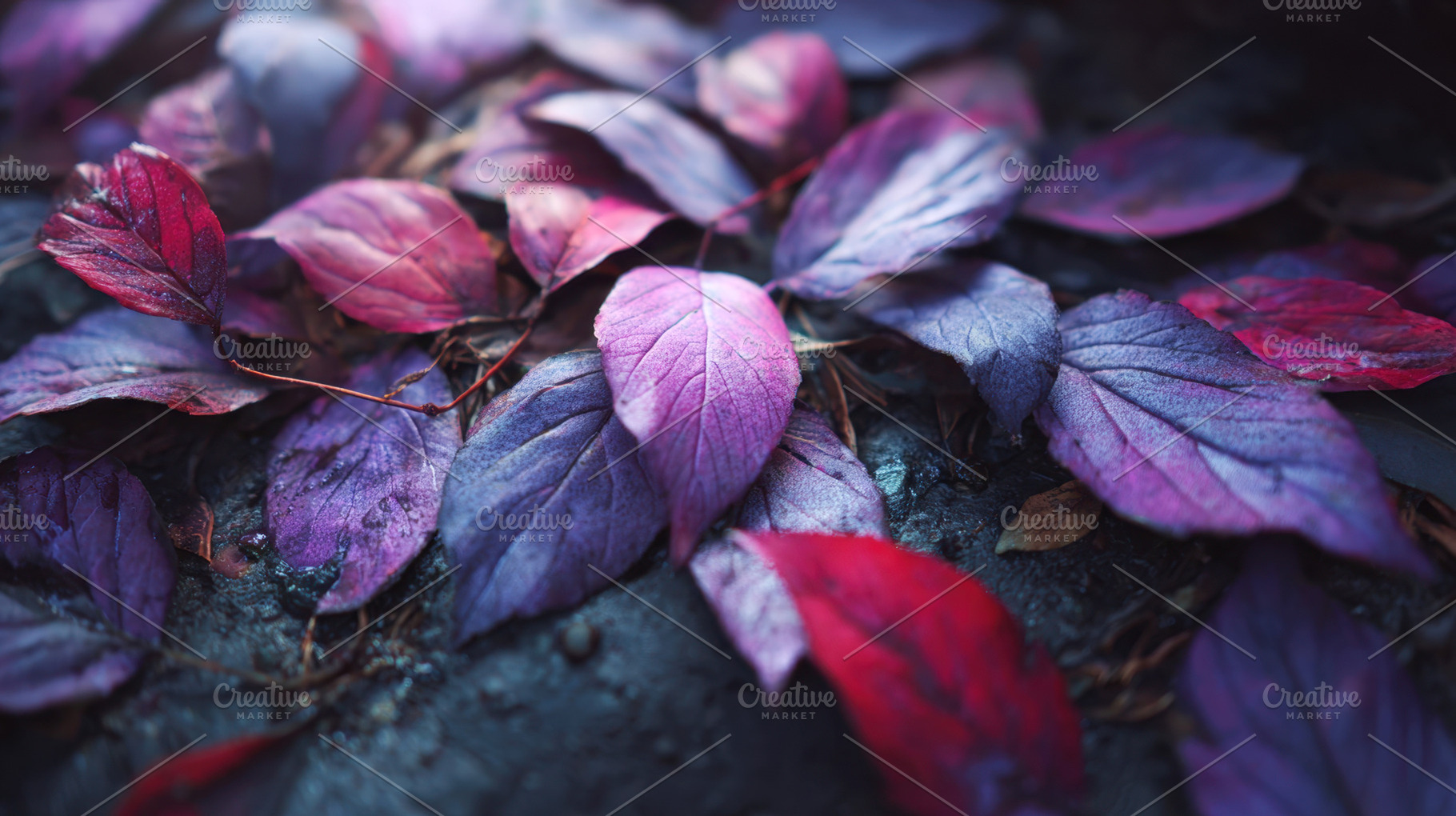 Purple and red leaves on ground, a Photo by Beautiful things