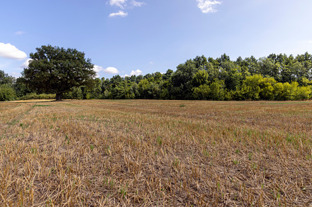 a large harvest of golden wheat on the field in summer, a Photo by MyPhotos