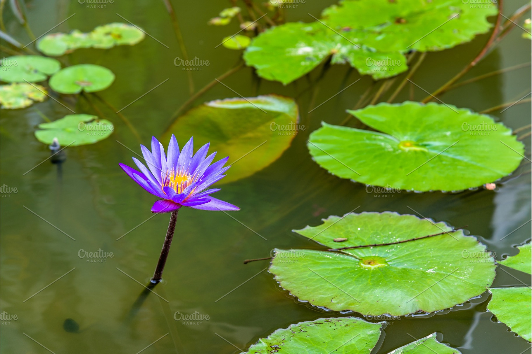 Water lilies in a pond the city of singapore featuring water, green, and lily, a Nature Photo by Leonid Andronov