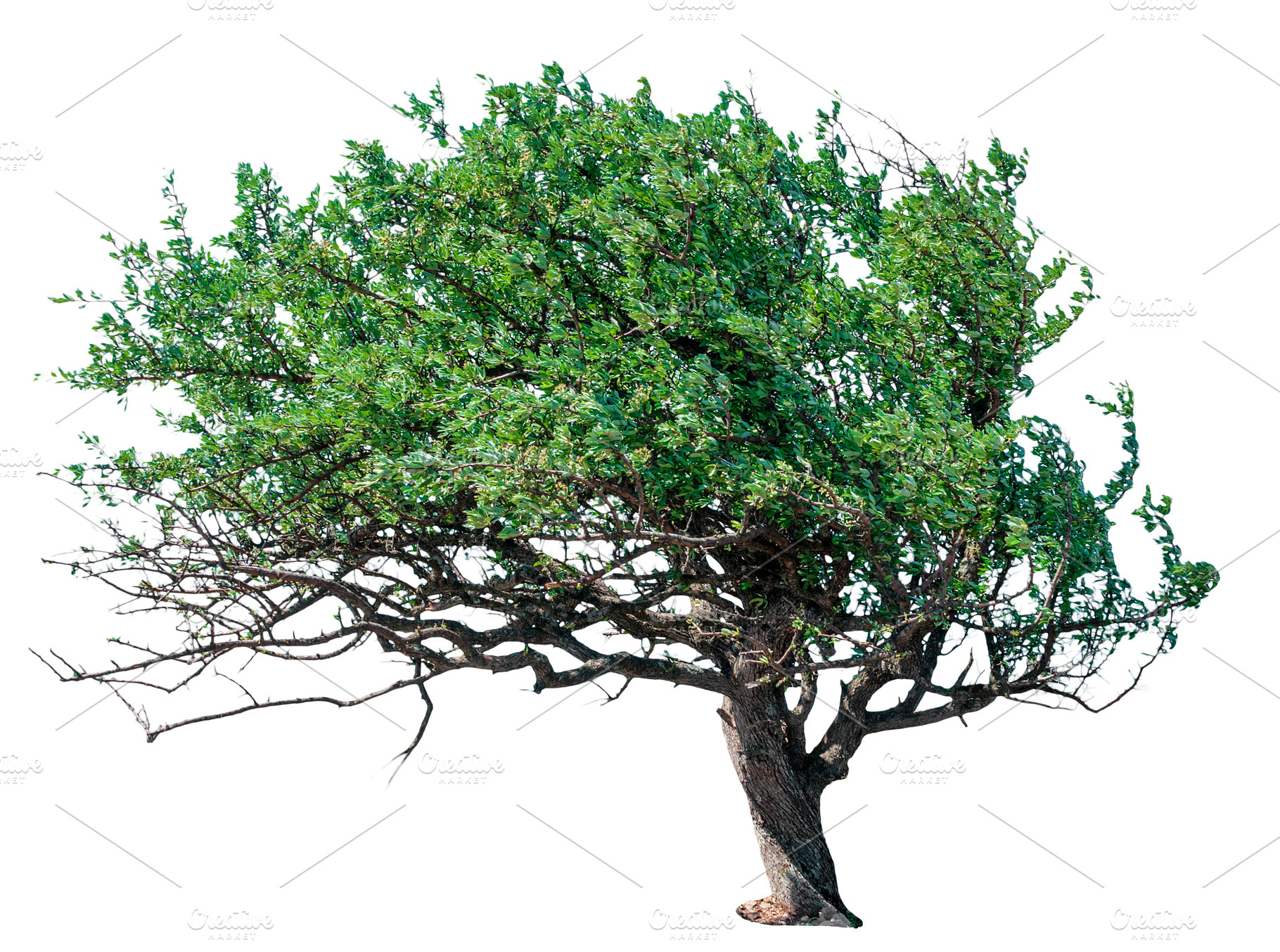 Wild pear tree with dense green crown and curved trunk, spreadin, a Nature Photo by ndanko