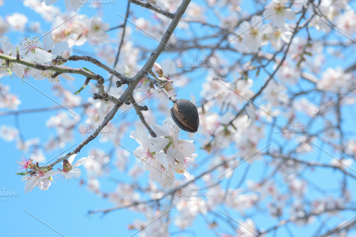 Blossoming almond trees, a Nature Photo by Fruits+Veggies (Photo 2 of 17)