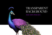 Peacock Clipart, Peacock Feather PNG, an Animal Illustration by BrushstrokeArtGB (Thumbnail 7 of 9)