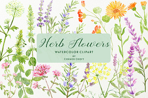 Watercolor Herb Flower Clipart