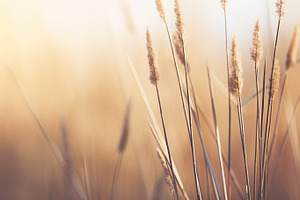 Grass Sunset and Symbol of Growth and Tranquility, a Nature Photo by Iconogenic