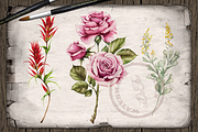 US State Flowers Part 5 Illustration, an Illustration by DioFlow (Thumbnail 3 of 4)