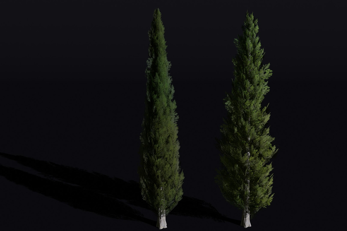 The Cypress Tree, a Plants & Tree 3D Model by FuturePastCreatives (Photo 1 of 4)