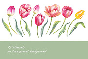 Spring flowers bundle PNG + patterns, an Illustration by Alena Kurian (Thumbnail 6 of 10)